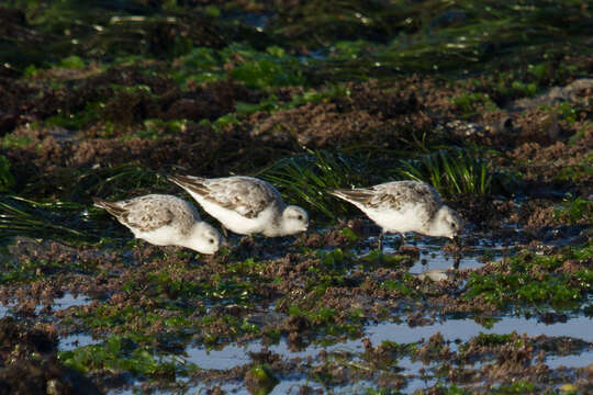 Image of Sanderling