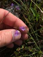 Image of smallflower false foxglove