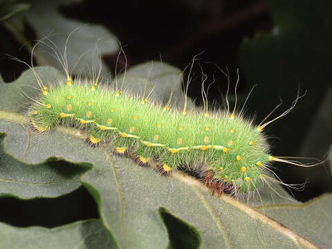 صورة Saturnia subgen. Perisomena Walker 1855