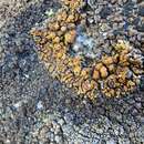 Image of Lecanora pseudomellea B. D. Ryan