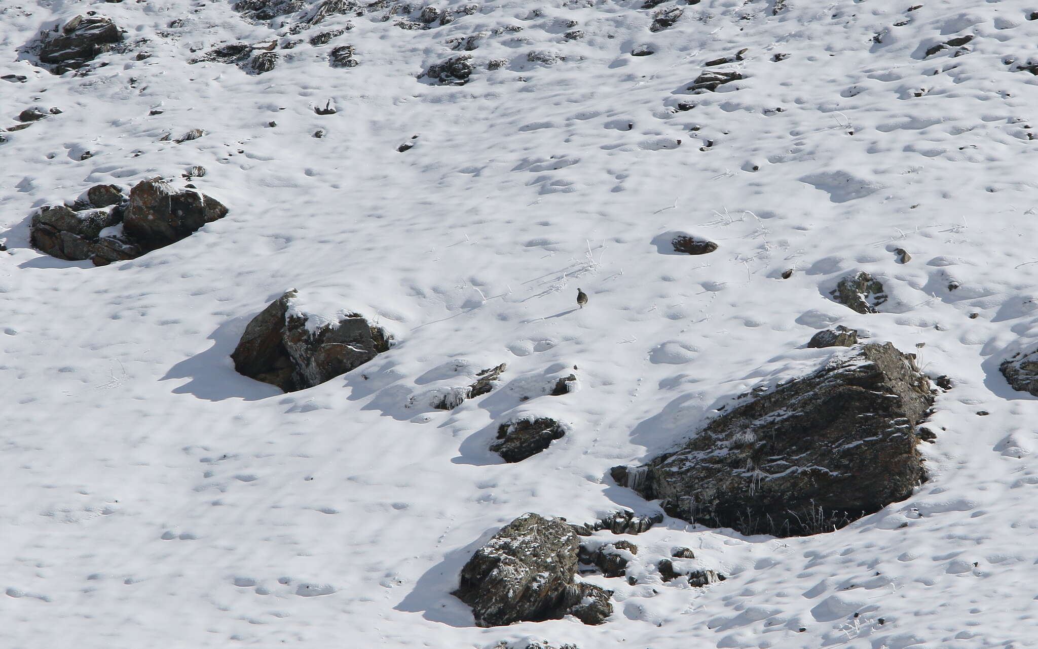 Image of Caucasian Snowcock