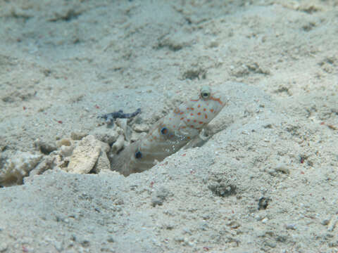 Plancia ëd Cryptocentrus caeruleopunctatus (Rüppell 1830)