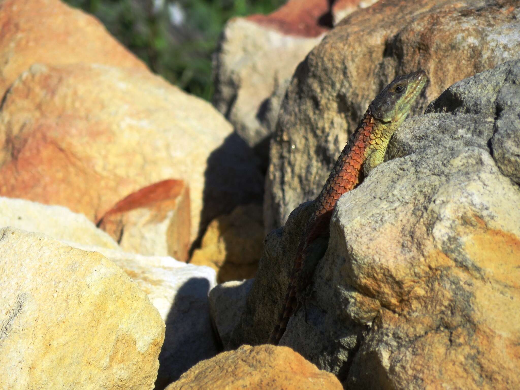 Image of Cape Girdled Lizard
