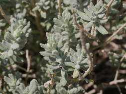 Image of Teucrium stocksianum Boiss.