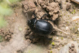 Image of Typhaeus fossor (Waltl 1838)