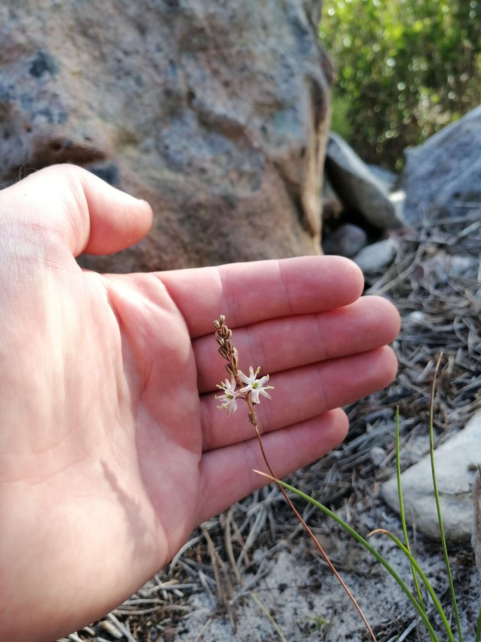 Image of Drimia salteri (Compton) J. C. Manning & Goldblatt