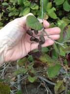 Plancia ëd Alnus serrulata (Aiton) Willd.