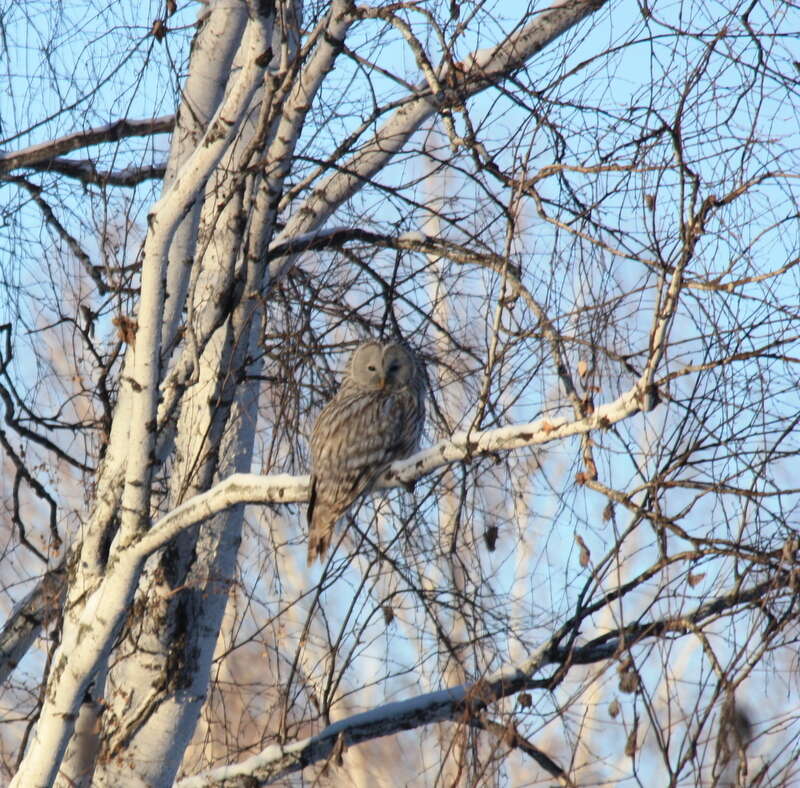 Image of Ural Owl