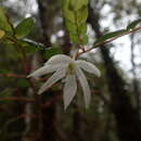 Image of Luzuriaga polyphylla (Hook. fil.) J. F. Macbr.