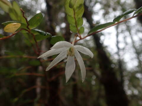 Luzuriaga polyphylla (Hook. fil.) J. F. Macbr.的圖片