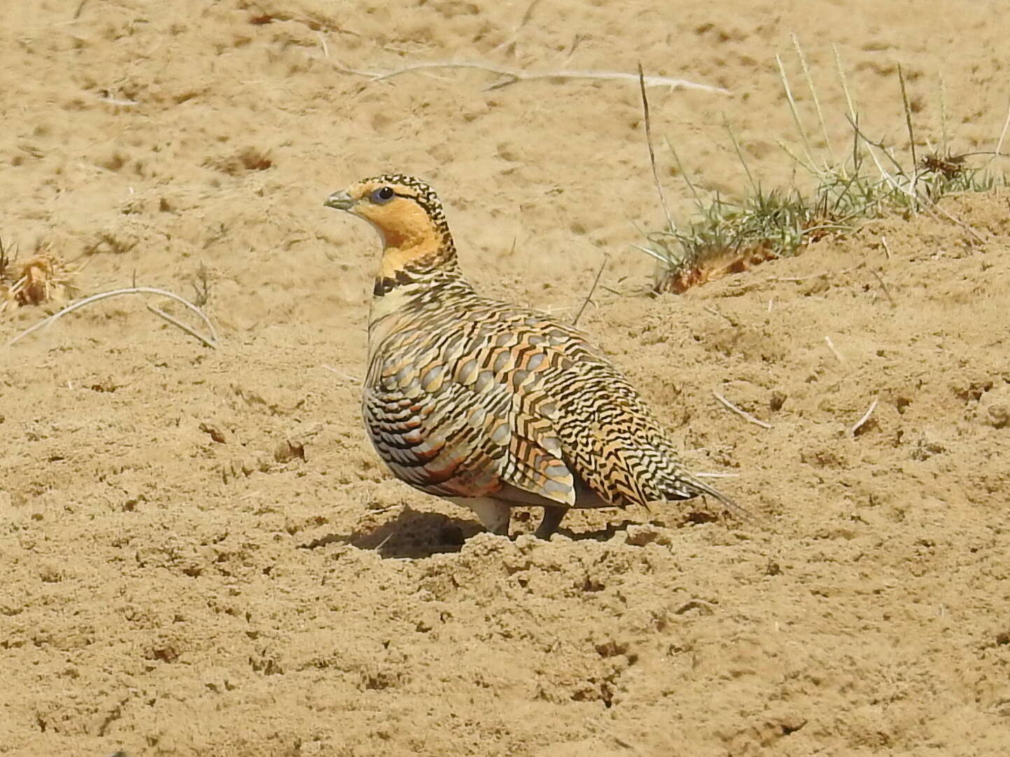 Image of Pin-tailed Sandgrouse