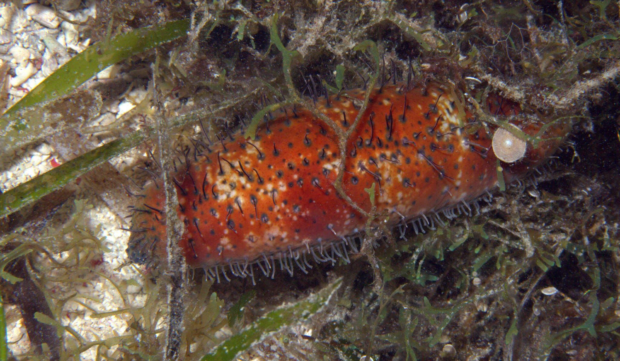 Image of Actinopyga capillata Rowe & Massin 2006