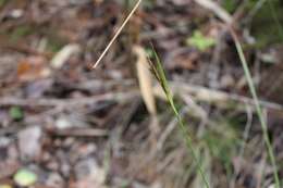 Image de Carex fuscula d'Urv.