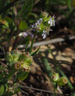 Image of Valerianella vesicaria (L.) Moench