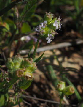 Image of Valerianella vesicaria (L.) Moench