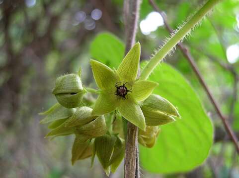 Image of Matelea gonoloboides (B. L. Robinson & Greenm.) R. E. Woodson