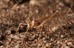 Image of Short-tailed Thread-legged Katydid