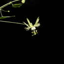 Image of slender passionflower