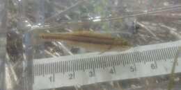 Image of Northern Redbelly Dace