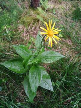 Doronicum austriacum Jacq. resmi