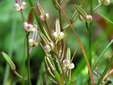 Image of Triglochin bulbosa subsp. tenuifolia (Adamson) Horn