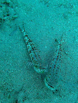 Image of Variegated lizardfish