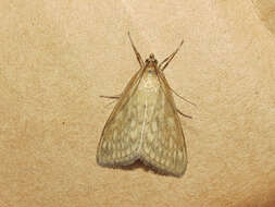 Image of Sitochroa Moth