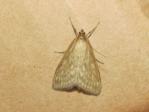 Image of Sitochroa Moth