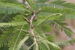 Image of fern-leaf acacia