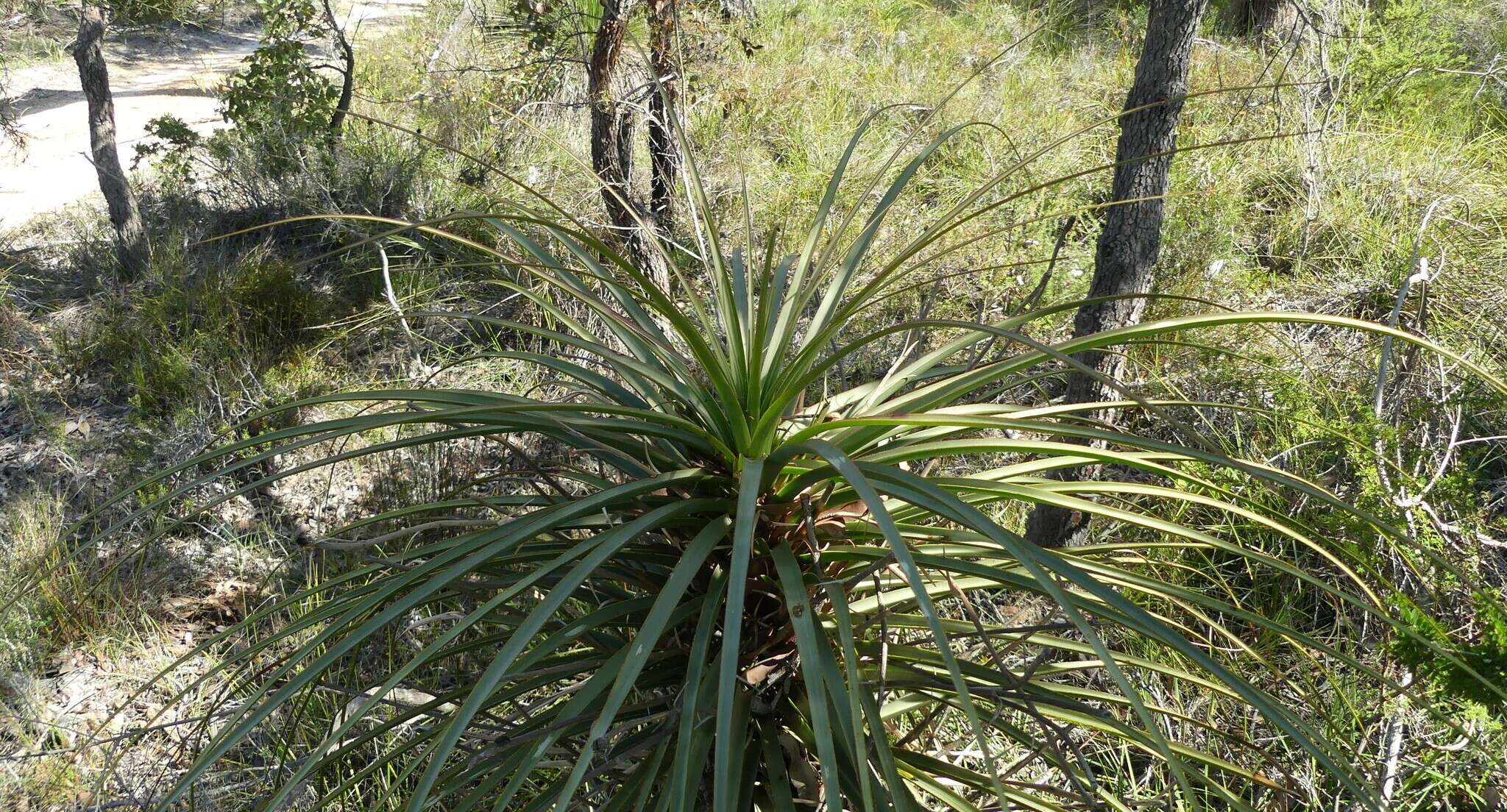 Image of Dasypogon hookeri J. Drumm.