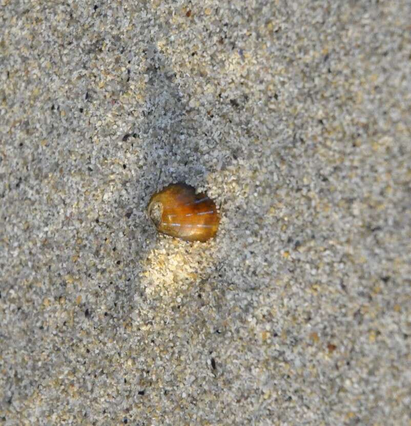 Image of blue-rayed limpet