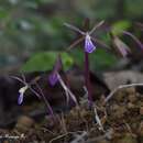 Image of Nervilia infundibulifolia Blatt. & McCann