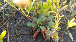 Image of European sea lavendar