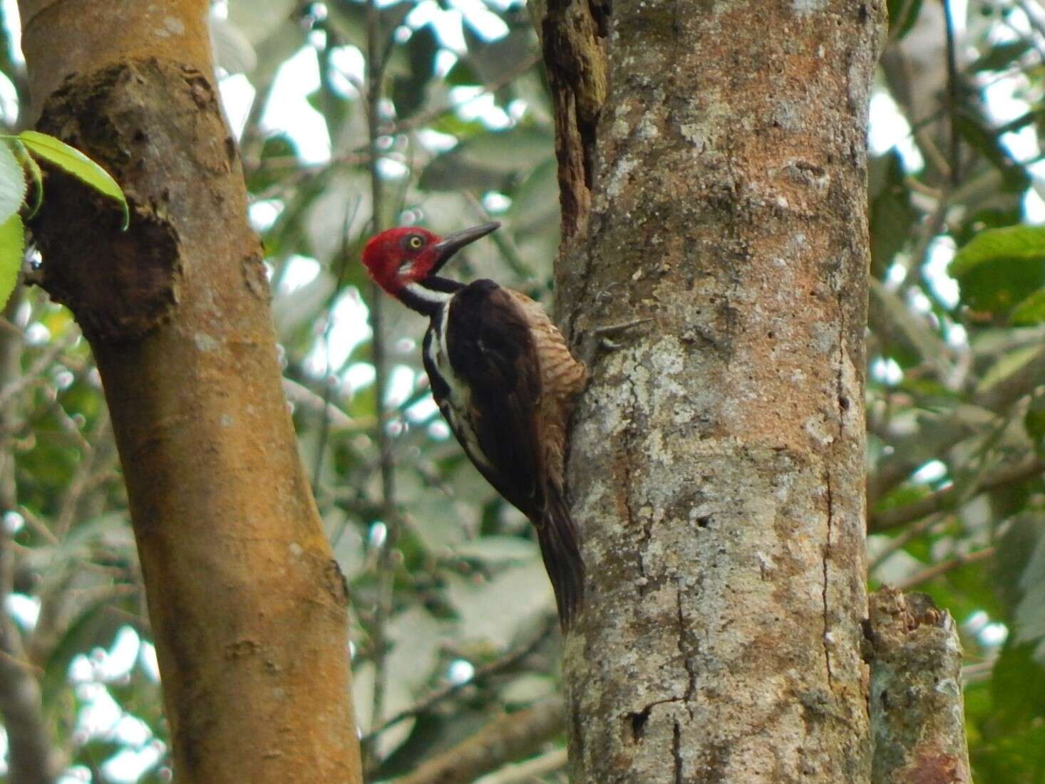 Image of Guayaquil Woodpecker