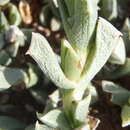 Image of Ruschia pulvinaris L. Bol.