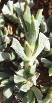 Ruschia pulvinaris L. Bol. resmi