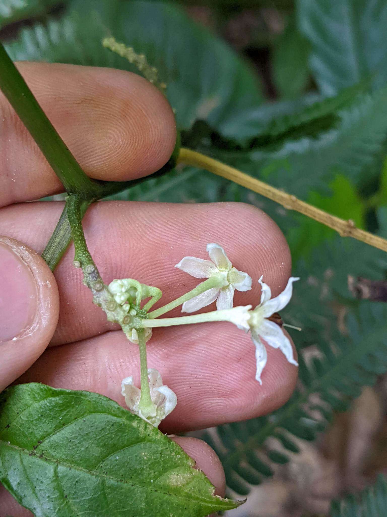 صورة Solanum trizygum Bitter