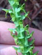 Image of Thurber's Bog Orchid