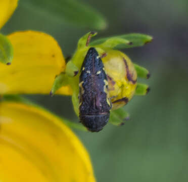 Image of Acmaeodera pulchella (Herbst 1801)