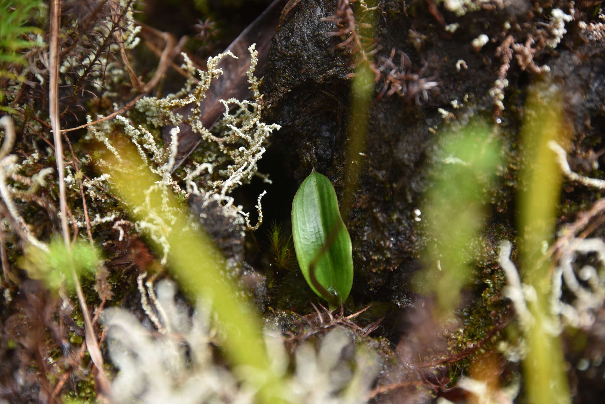 Image of Cynorkis borbonica Pailler