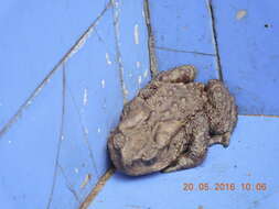 Image of Himalayan Toad