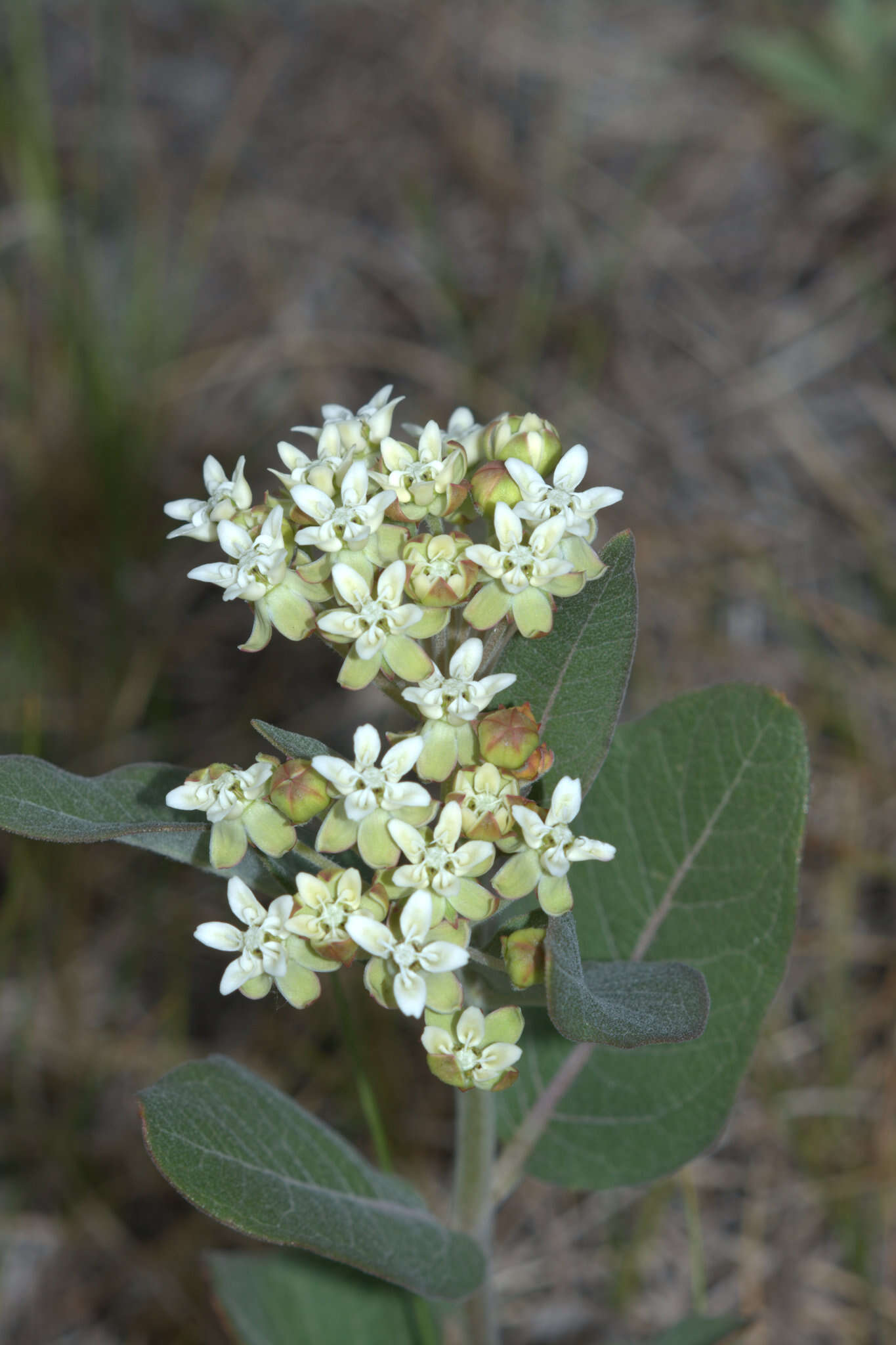 Image of oval-leaf milkweed