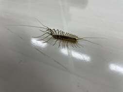 Image of Japanese House Centipede