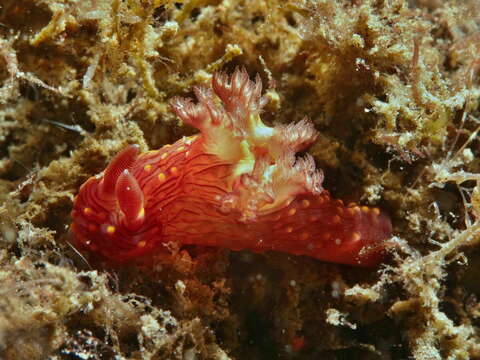 Image of Nembrotha mullineri Gosliner & Behrens 1997