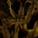 Image of Caloglossa vieillardii