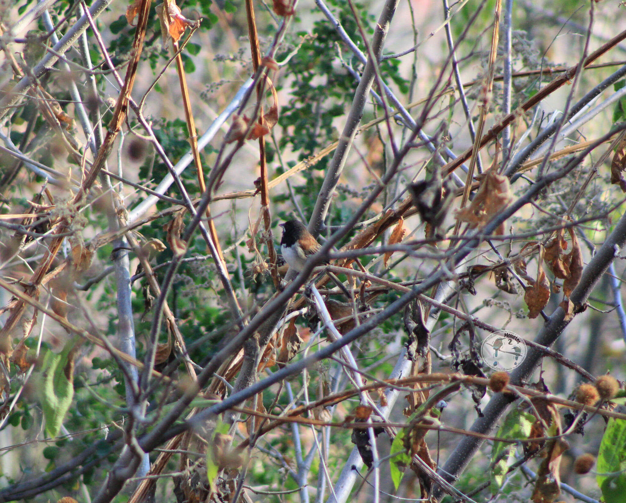 Image of Black-chested Sparrow