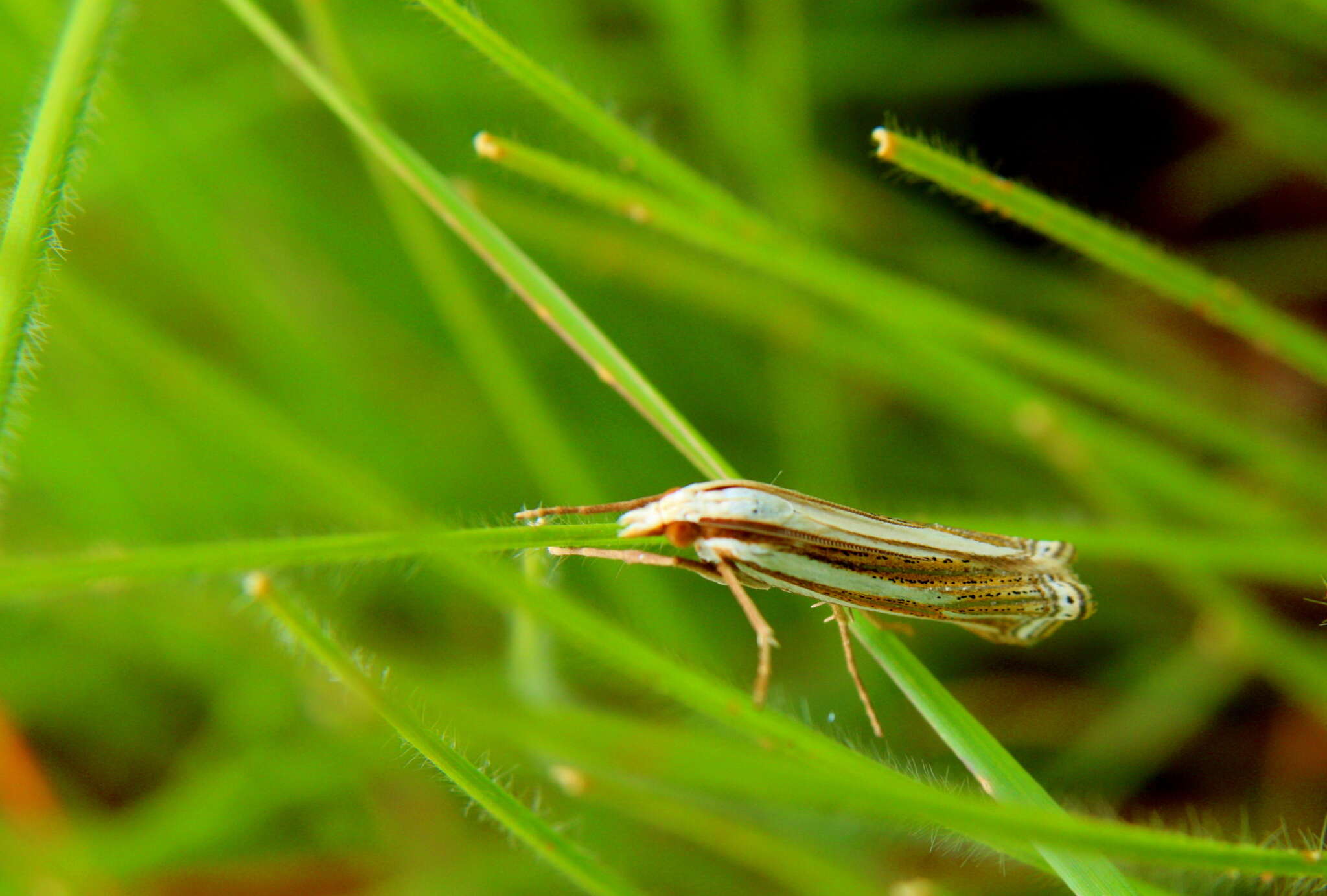 Imagem de Ancylolomia prepiella Hampson 1919