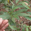 Image of Cinnamomum subavenium Miq.