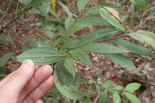 Image of Cinnamomum subavenium Miq.