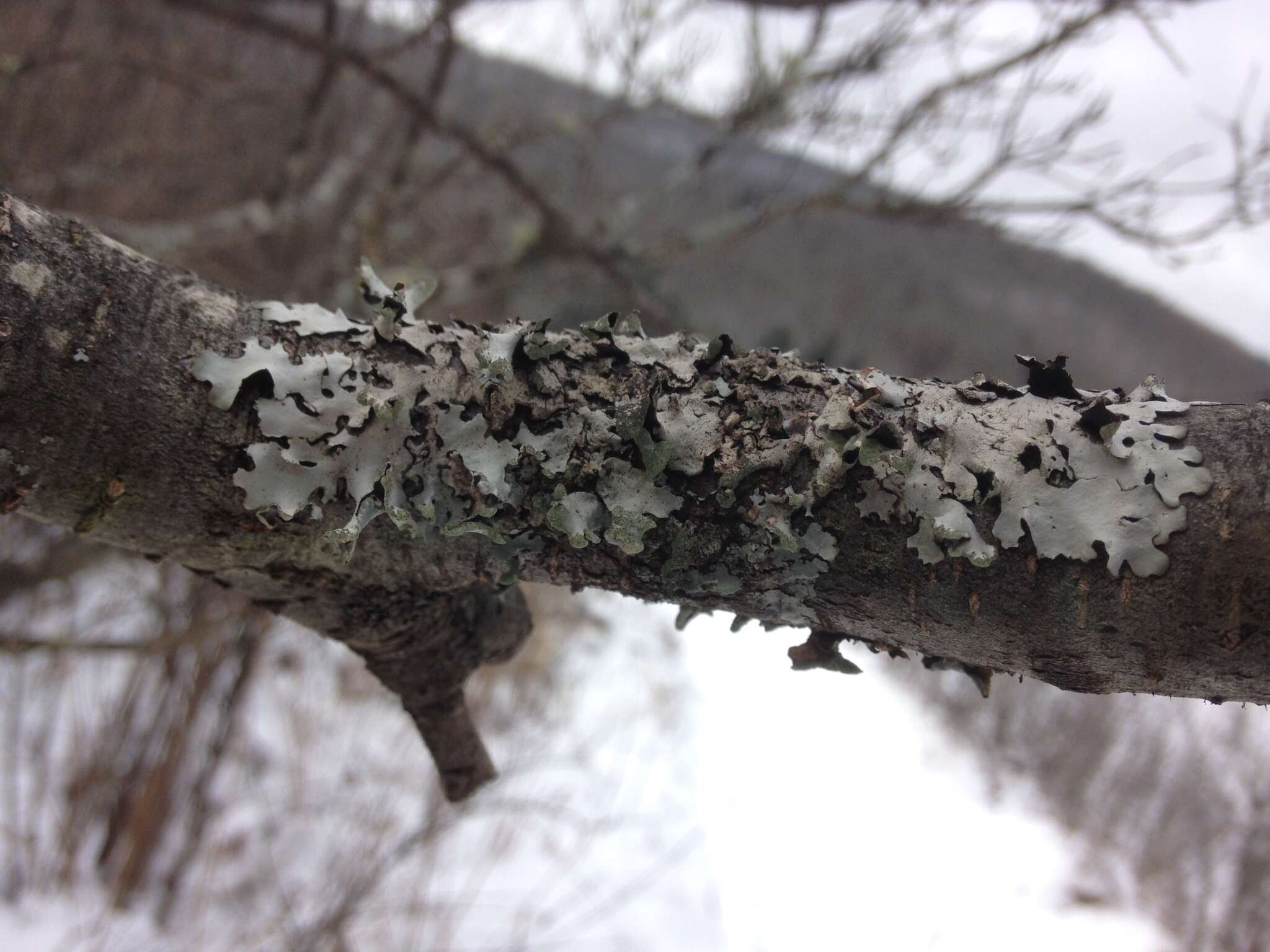 Image of Hypotrachyna lichen